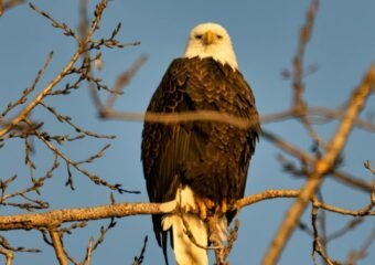 Sunny Gizmo bald eaglets
