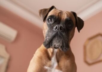 boxer dog running into wall funny
