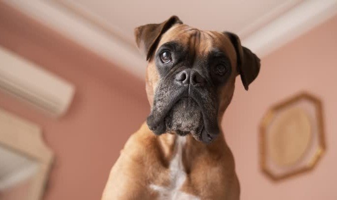 boxer dog running into wall funny