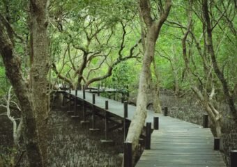 can gio mango farm vietnam technology