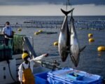 bluefin tuna fishing