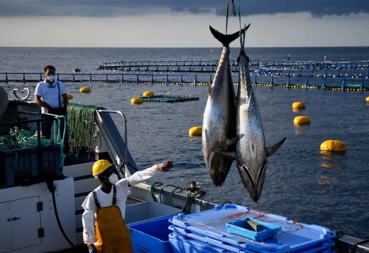 bluefin tuna fishing