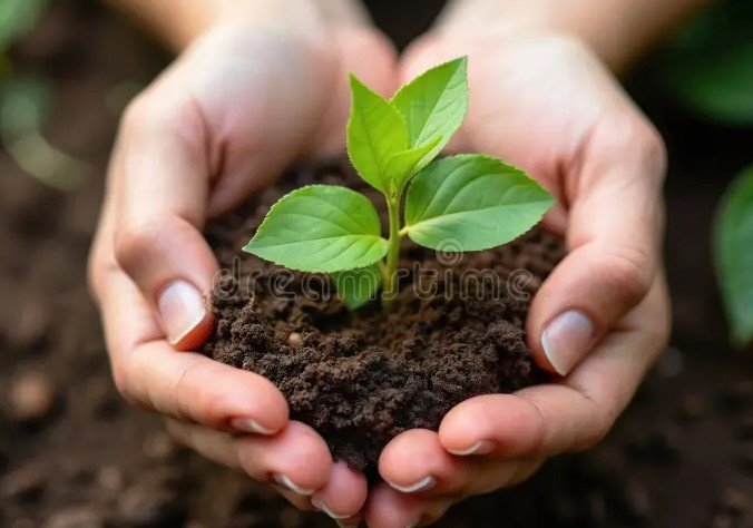 green sapling resilience new zealand