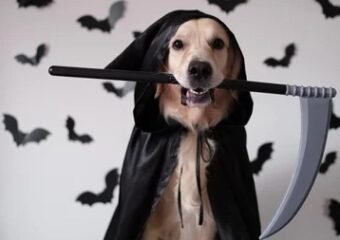 golden retriever horror movie