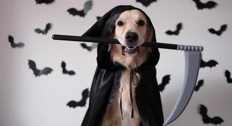 golden retriever horror movie