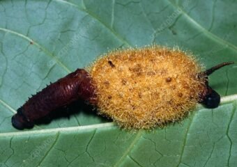 parasitic wasp emerging from caterpillar