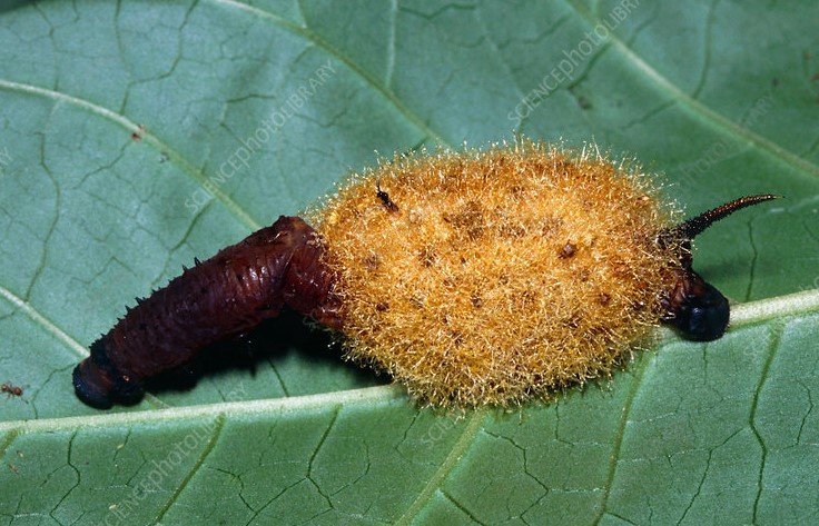 parasitic wasp emerging from caterpillar