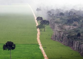 deforestation financing banks