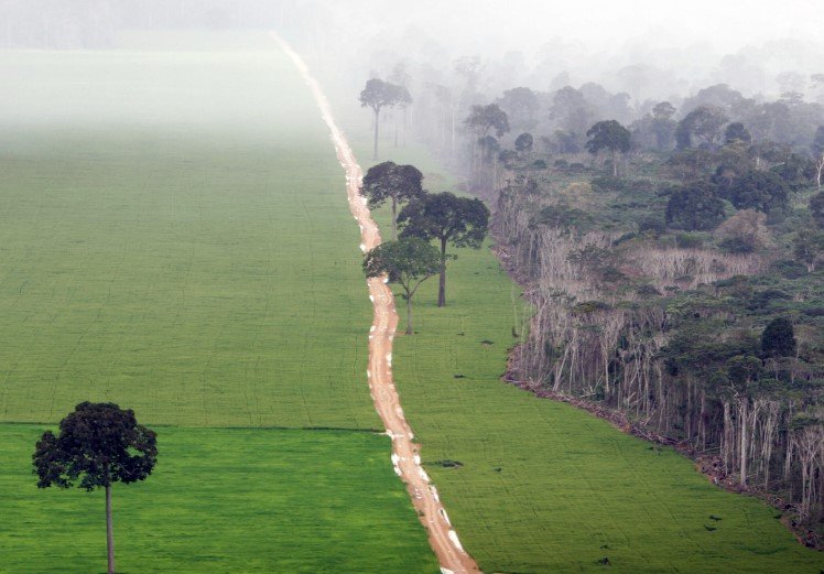 deforestation financing banks