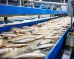 fish processing factory