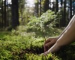 forest restoration technology