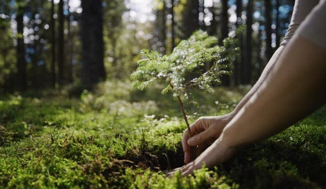 forest restoration technology